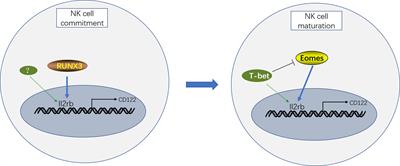 Transcription Factors Associated With IL-15 Cytokine Signaling During NK Cell Development